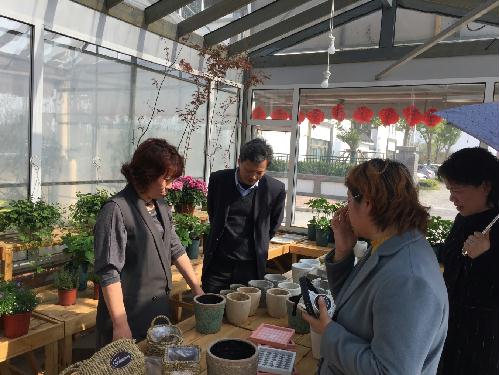 在如皋国际花木园艺城调研蔷薇园民宿项目